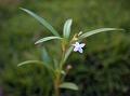 Spreading Diamond Flower